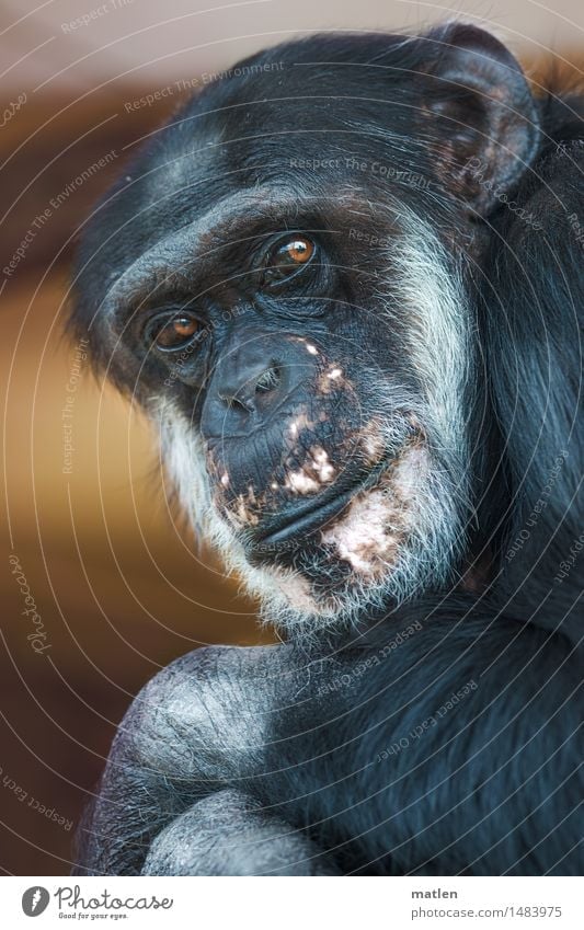 Passbild Tier Tiergesicht Fell 1 braun rosa schwarz weiß Affen Schimpansen Blick eindringlich Blick in die Kamera lebenslänglich Körperhaltung Farbfoto