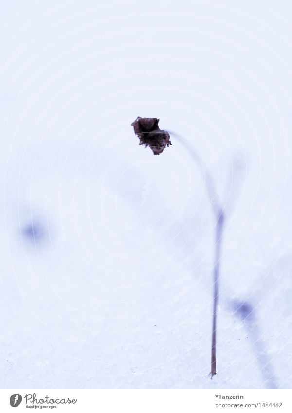 weiß Natur Pflanze Winter Schnee Blume Blüte Garten einzigartig natürlich trocken braun Traurigkeit Trauer Farbfoto Gedeckte Farben Außenaufnahme Makroaufnahme