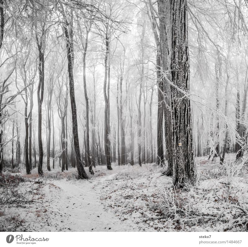 kalter Wald Winter Eis Frost Schnee frieren schwarz weiß Laubwald Winterurlaub Wegweiser Gedeckte Farben Außenaufnahme Menschenleer