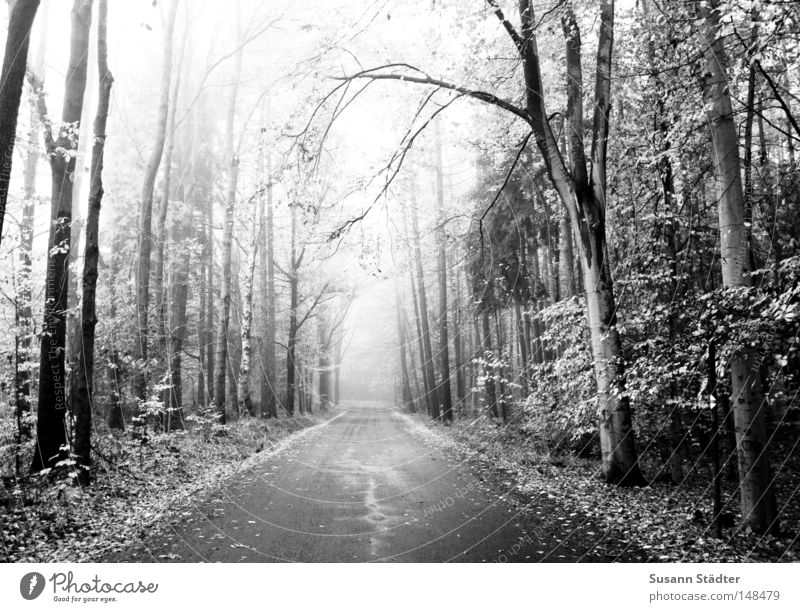 Nebelweg Wald KFZ Wege & Pfade Straße Baum schwarz weiß Reifen Schwarzweißfoto Asphalt Seitenstreifen fahren Ferne ungewiss Verkehrswege