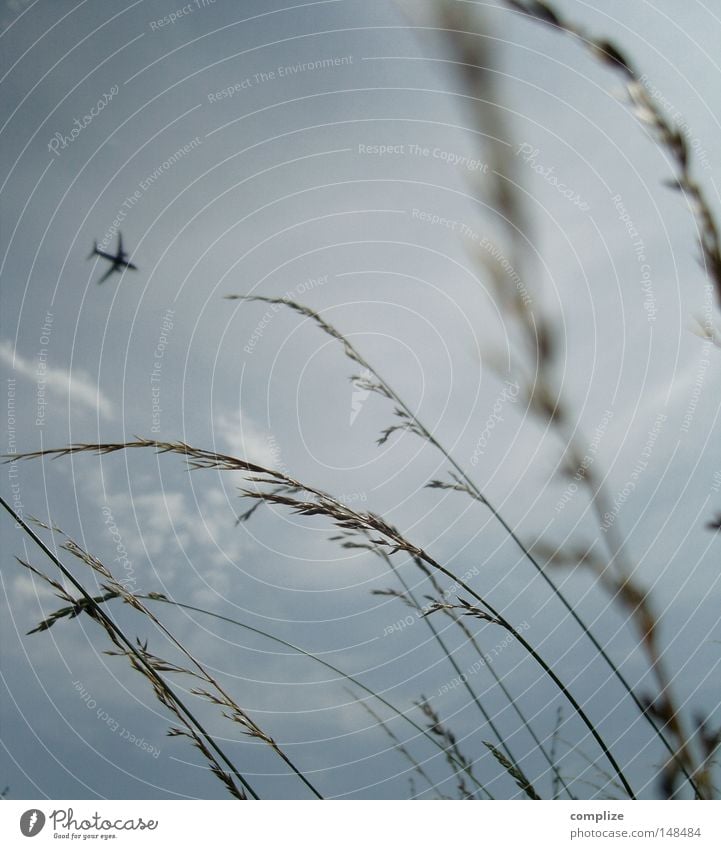 Insektenplage Flugzeug Abdeckung Gras Himmel Feld Wind Flughafen Luftverkehr gräßer Korn Müsli Flugbahn Ferien & Urlaub & Reisen Sturm grass Wolken
