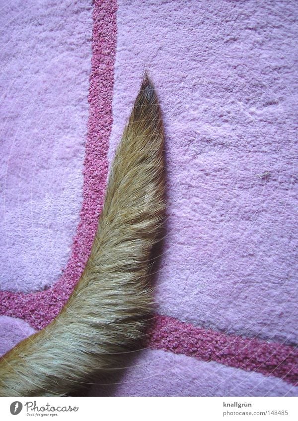 Ruhestellung Schwanz Angelrute Hund Fell Tier liegen Teppich Auslegware Erholung rosa braun beige Körperteile obskur Säugetier Hundehaare