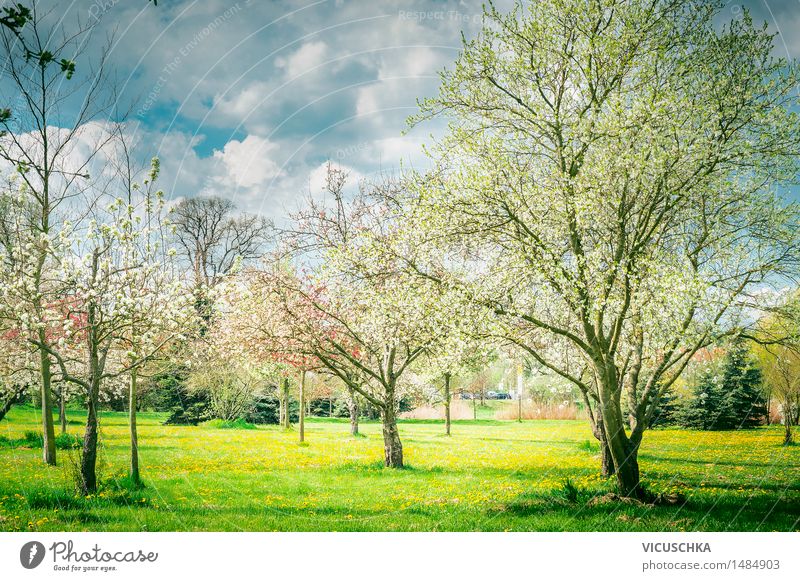 Blühende Bäume in Garten oder Park . Frühling Natur Lifestyle Himmel Sonnenlicht Schönes Wetter Pflanze Baum Blatt Blüte Design Stil Landschaft Blütenknospen