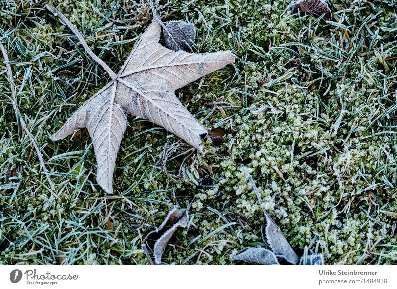 Leicht frostig 1 Umwelt Natur Pflanze Herbst Winter Eis Frost Gras Blatt Garten frieren liegen dehydrieren kalt nass natürlich trocken Vergänglichkeit