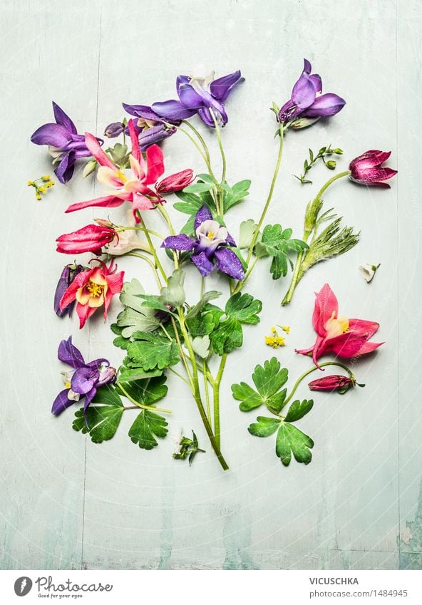 Frühling bunten Gartenblumen , Akelei Stil Design Sommer Dekoration & Verzierung Tisch Natur Pflanze Blume Blatt Blüte Blumenstrauß Ornament Blühend gelb rosa