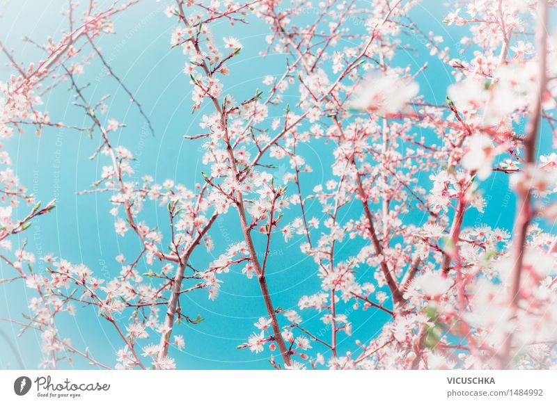 Frühling. Obstbäumen Zweige mit Knospen und Blumen Stil Design Garten Natur Pflanze Himmel Sonnenlicht Schönes Wetter Wind Baum Blatt Blüte Park Blühend weich