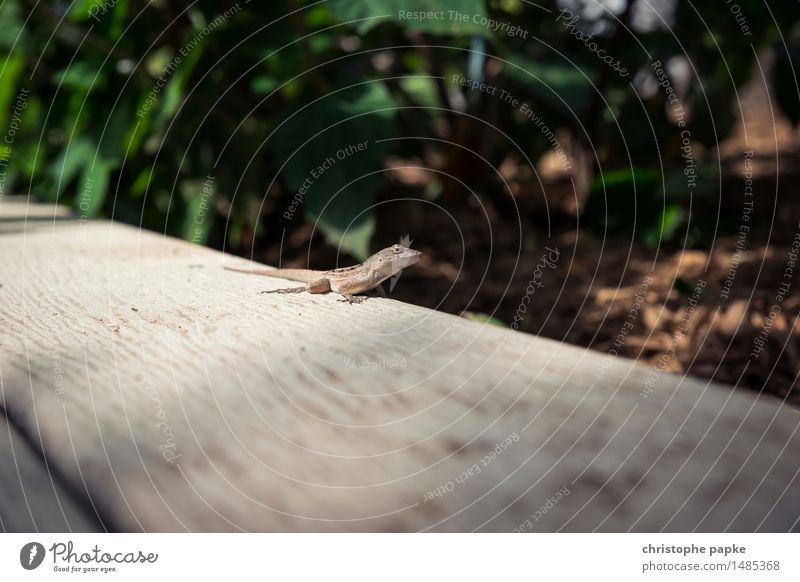 Rango Ferien & Urlaub & Reisen Ferne Umwelt Natur Sonnenlicht Schönes Wetter Wärme Pflanze Baum Garten Park Urwald Florida USA Tier Wildtier Tiergesicht Gecko