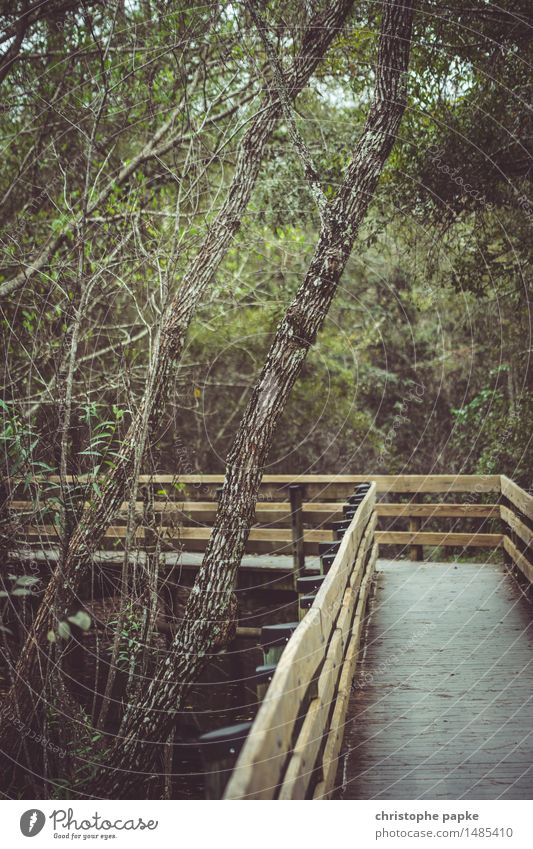 Der Holzweg Natur Pflanze Baum Park Wald Urwald Florida USA natürlich wild Tourismus Ferien & Urlaub & Reisen nass Farbfoto Gedeckte Farben Menschenleer Tag