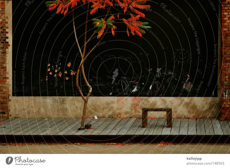 dauerparker Park Essigbaum Baum Pflanze Holz schwarz Herbst Färbung Gemälde Backstein Stein Garten Bank arhorn wachstum tafel Landschaft verfärung Zeichnung