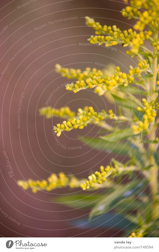 Goldrute II Kanadische Goldrute Pflanze Natur Hintergrundbild gold gelb grün Blüte Korbblütengewächs Blühend schön weich mehrere Blume Herbst Oktober September