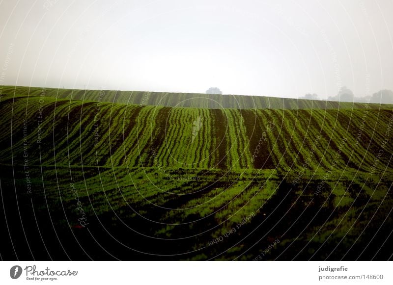 Acker Feld grün Aussaat Ernte Hügel Wellen Linie Landwirtschaft braun Erde Boden Nebel Dunst Herbst Farbe