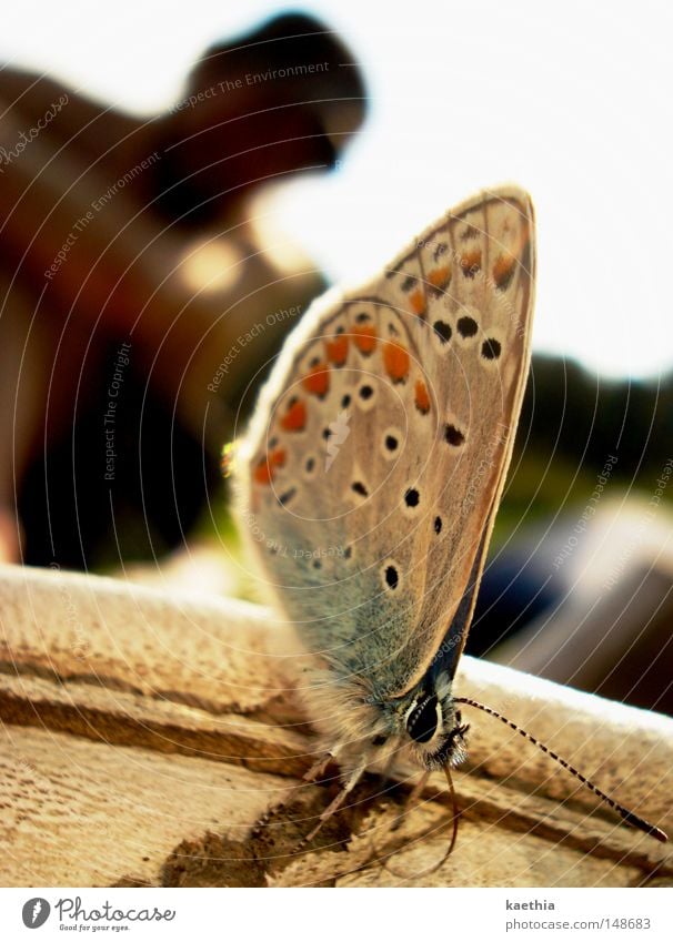 annäherungsversuche schön Sommer Tier Schmetterling Pause Wildtier Flügel Natur blau Lycaeides idas warten Gedeckte Farben Detailaufnahme Makroaufnahme