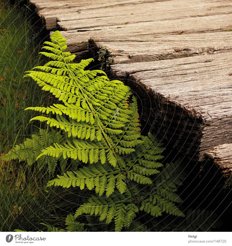 frisches grünes Farnblatt wächst an einem Holzsteg Wege & Pfade Holzbrett alt verwittert Eiche Moor Hochmoor Holzstruktur braun Pflanze Natur Blatt Stengel
