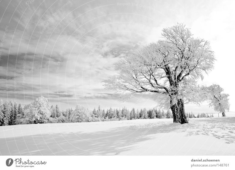 neue Weihnachtskarte 9 Sonne Sonnenstrahlen Winter Schnee Schwarzwald weiß Tiefschnee Freizeit & Hobby Ferien & Urlaub & Reisen Hintergrundbild Baum