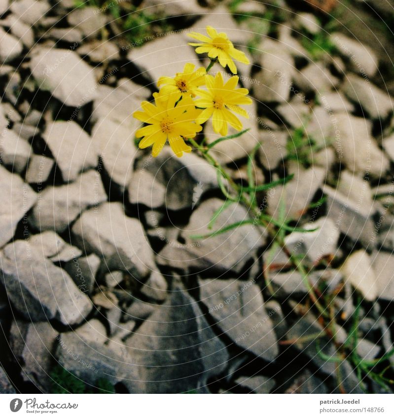 [H08.2] Hundeblume Farbfoto Außenaufnahme Nahaufnahme Schwache Tiefenschärfe Vogelperspektive ruhig Natur Pflanze Erde Frühling Blume Blüte Grünpflanze Felsen