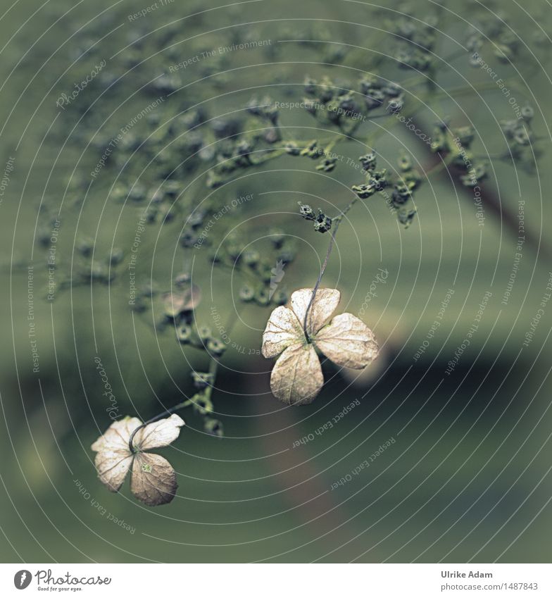 Blütenreste der Kletterhortensie Kunst Kunstwerk Fotografie abstrakt Natur Pflanze Winter Blume Sträucher Grünpflanze Topfpflanze Hortensie Hortensienblüte