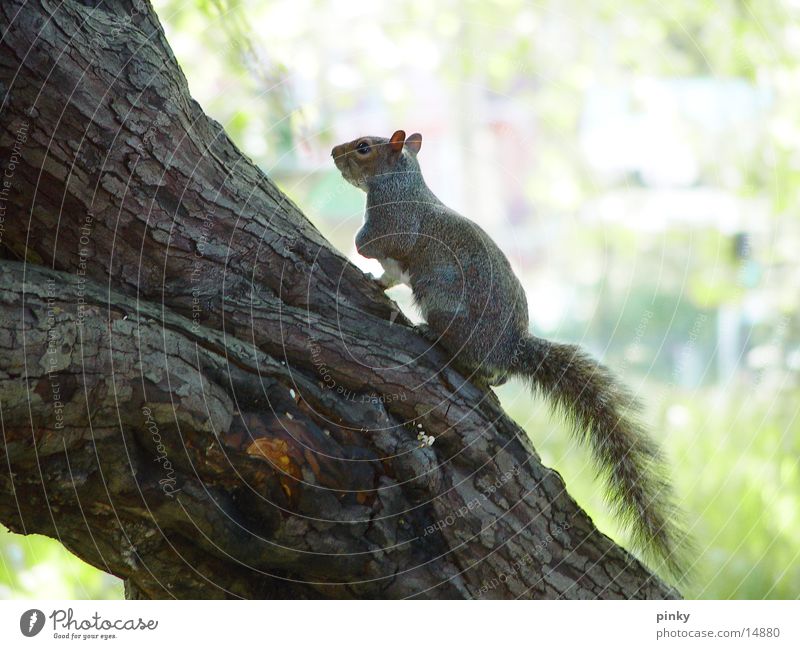 squirrel Baum Eichhörnchen Haselnuss small tree-climbing animal with a bushy tail and a big brain cute Zoo vorsicht beißt Natur sabine