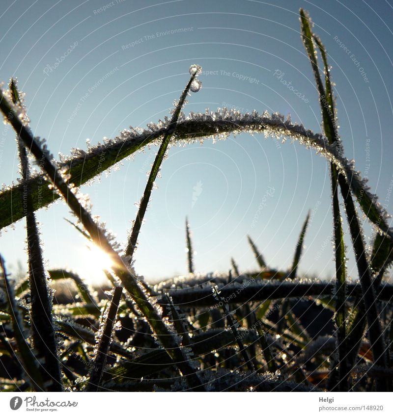 gefroren... Herbst Winter Eis Frost kalt Eiskristall frieren Raureif Morgen Sonnenaufgang Schönes Wetter Gras Wiese Halm glänzend schimmern Beleuchtung Licht