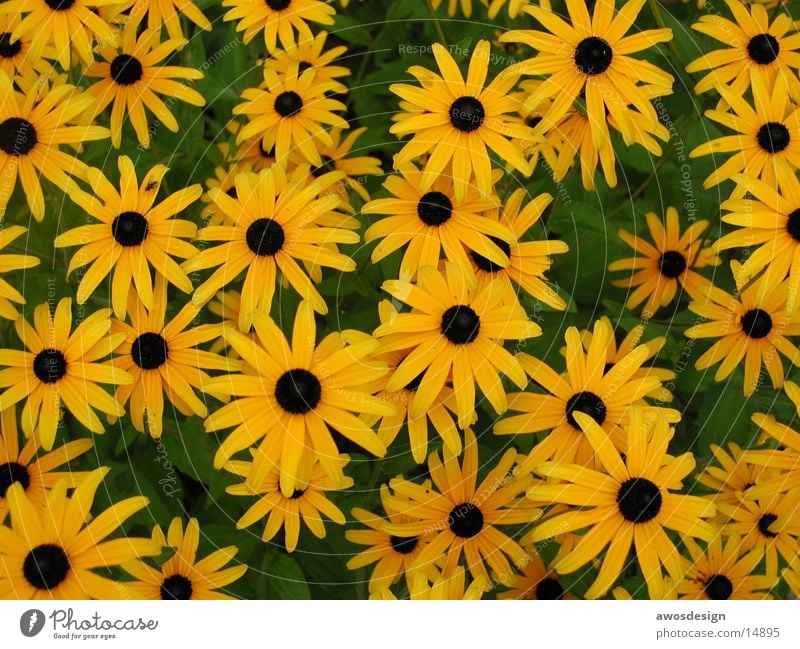 VieleGelbeBlumen gelb Blüte Pflanze Wiese Blumenwiese Sommer