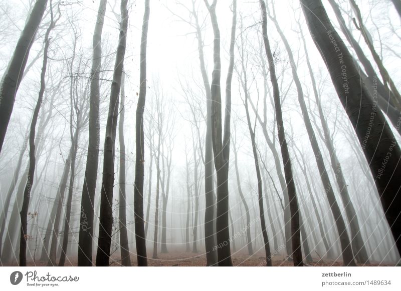 Hochwald Wald hoch Hochsitz Buche Buchenwald Natur Landschaft Baum Baumstamm Ast Zweig Winter Herbst Nebel Dunst Textfreiraum Menschenleer Himmel (Jenseits)