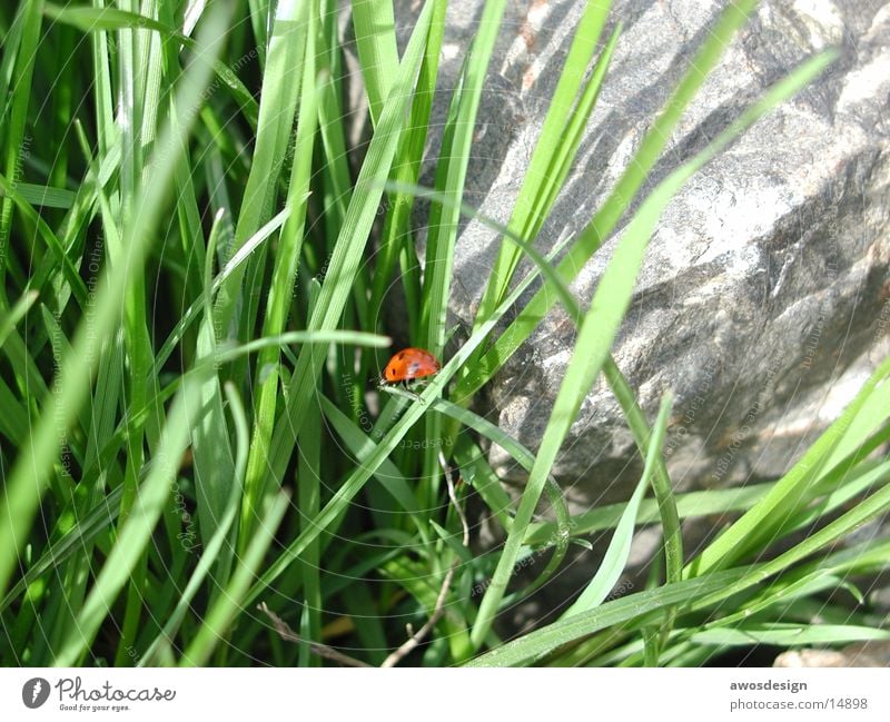 Marienkäfer Gras Insekt rot grün Käfer Natur Punkt