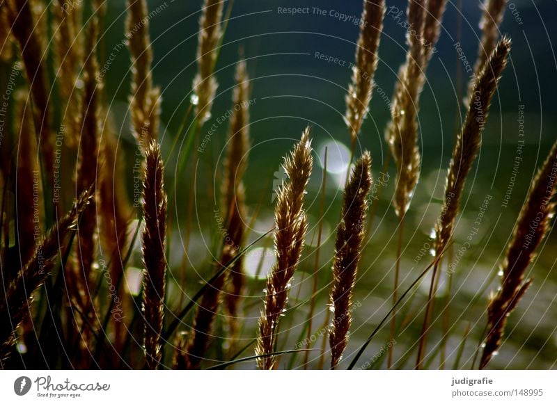 Gras Dünengras Süßgras Küste Wind Linie Ostsee Stranddüne Wachstum Natur Umwelt Licht Farbe strandhafer sandrohr sandhalm rispe küstenschutz