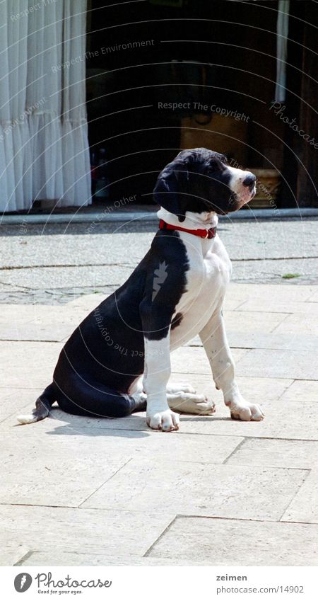 Doggenwelpe Afra Hund Welpe Spielen groß schwarz weiß Tier Haustier Züchter scheckig Ackerbau Zeimen Rassehund Reinrassig