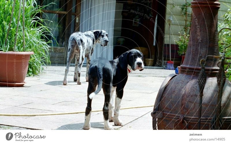 Doggenwelpe Afra Hund Welpe Spielen groß schwarz weiß Freundschaft Tier Haustier Züchter scheckig Ackerbau Zeimen Rassehund Reinrassig
