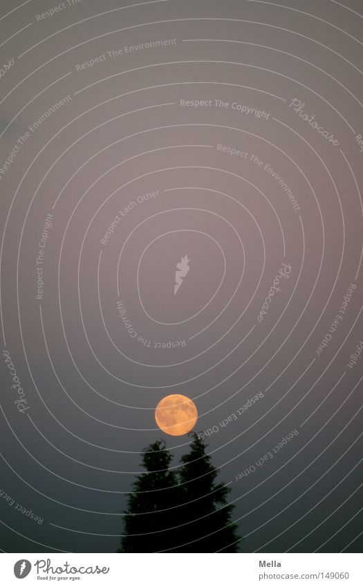 Moonday Mond Vollmond Abend Dämmerung Baum Tanne Halterung festhalten Kugel Strukturen & Formen Beleuchtung orange aufgehen Himmel dunkel