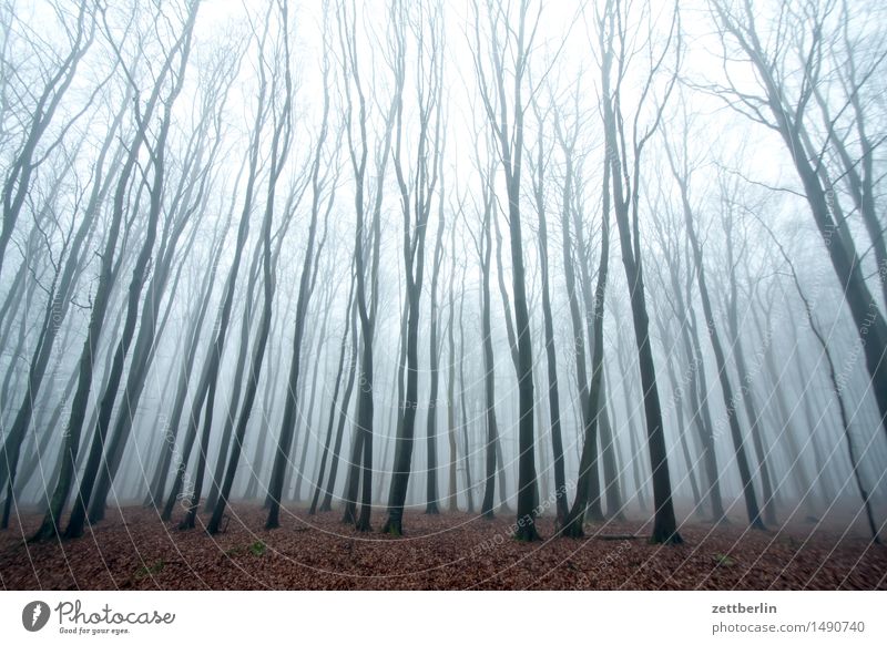 Buchenwald Wald hoch Hochsitz Natur Landschaft Baum Baumstamm Ast Zweig Winter Herbst Nebel Dunst Textfreiraum Menschenleer Himmel hell geheimnisvoll