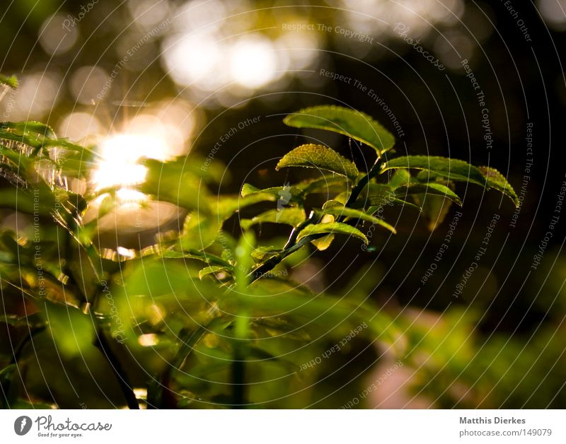 Morgens Blume Pflanze Gegenlicht Waldboden Sträucher Botanik Natur glänzend Sonne Sonnenlicht Unschärfe grün Herbst herbstlich Beleuchtung Lichtpunkt Tau