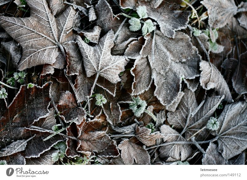 Frozen Leafs Blatt Baum Ahorn Buche Eicheln Eis Frost kalt weiß Wiese grün Herbst stade Zeit Schnee