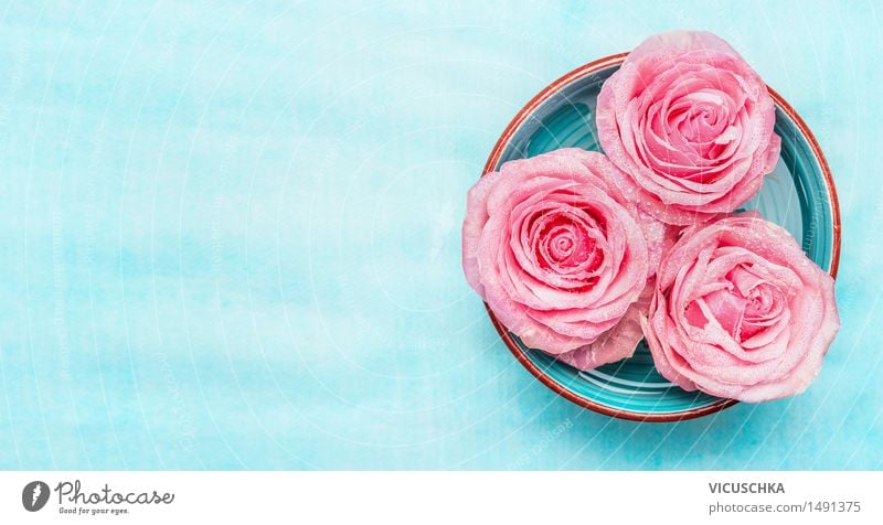 Schüssel mit Wasser und rosa Rosen Blumen Stil Design schön Wellness Erholung Duft Spa Garten Dekoration & Verzierung Natur Blüte aromatisch Hintergrundbild