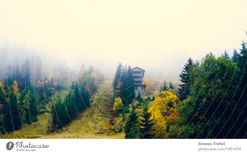 Schwarzwald im Herbst Abenteuer wandern Natur Landschaft Nebel Baum Gras Wald Hügel Berge u. Gebirge Ferien & Urlaub & Reisen alt dunkel frei kalt kaputt