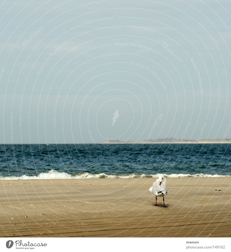 wen juckt's ... Sand Strand Sandstrand Meer Nordsee Küste Möwe Wellen Himmel Nordseeinsel ruhig Luft braun gelb weiß kratzen Federvieh Flugtier Vogel Sommer