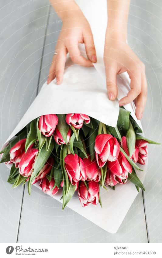 Tulpenstrauß Feste & Feiern Valentinstag Muttertag Geburtstag feminin Hand Blume Arbeit & Erwerbstätigkeit festhalten Freundlichkeit Fröhlichkeit frisch schön