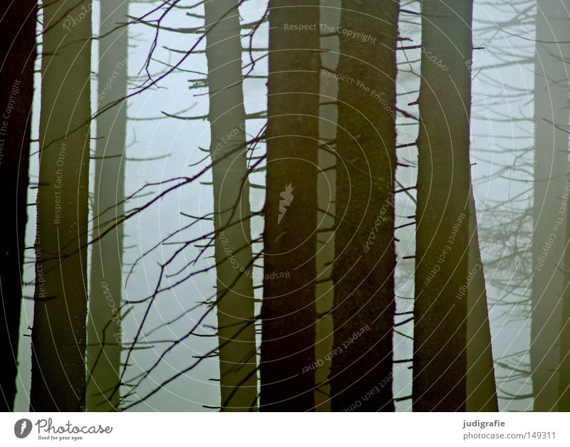 Dämmerung senkte sich von oben Wald Brocken Harz wandern Nebel Dunst Baum Baumsterben Waldsterben Natur Umwelt Herbst Winter kalt mystisch November