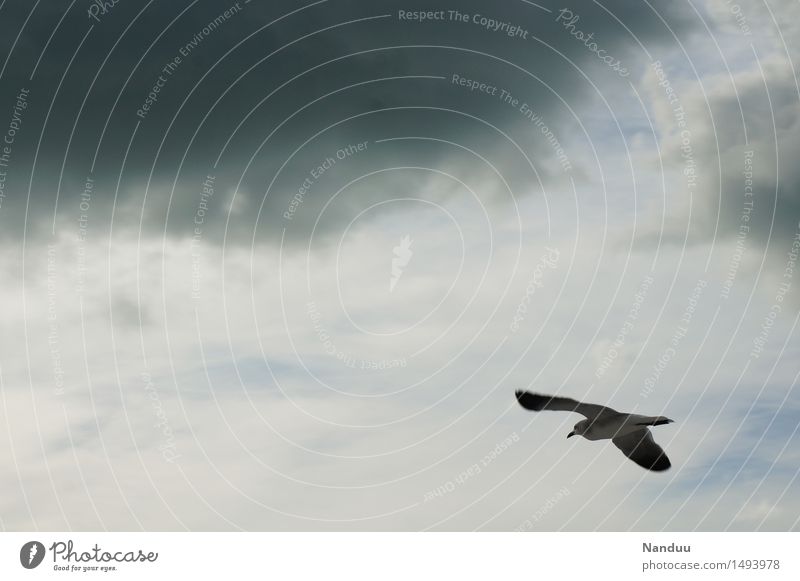 Schlechtwetterfront auf 11 Uhr Umwelt Natur Wetter schlechtes Wetter Tier Wildtier Vogel Möwe fliegen Wolken Reisefotografie grau gleiten Segeln Navigation