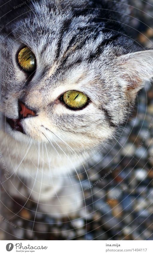 hypnotisierend Tier Haustier Katze 1 Blick tierisch Auge Katzenauge Katzenfreund Katzenkopf grün Augenfarbe Fellfarbe Fellpflege weich Misstrauen Lebewesen