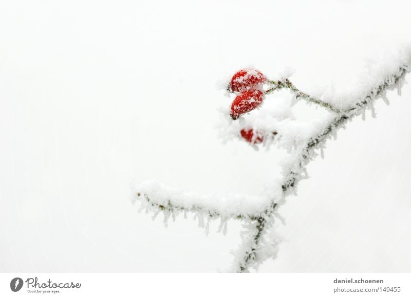 es ist soweit !! Raureif Eis Schnee Winter kalt Frost Hagebutten Rose weiß hell Hintergrundbild Ast Natur Jahreszeiten Frucht Hundsrose