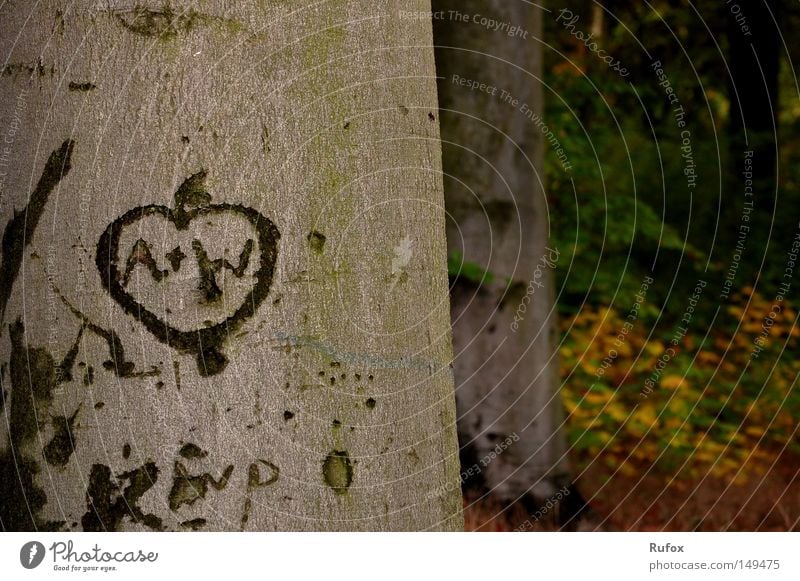 A + W = BF Farbfoto Außenaufnahme Menschenleer Textfreiraum rechts Abend Licht Schwache Tiefenschärfe Kunstwerk Natur Herbst Schönes Wetter Baum Blatt Wald