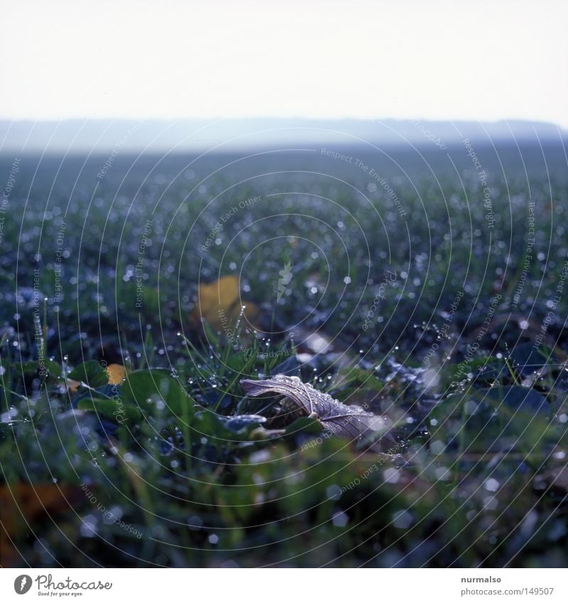 Herbst geht, Winter kommt . . . Feld Blatt Mecklenburg-Vorpommern Landwirtschaft Horizont frei Sauberkeit nass Gras Ferne Nebel Heimat Wohnung Zone kalt