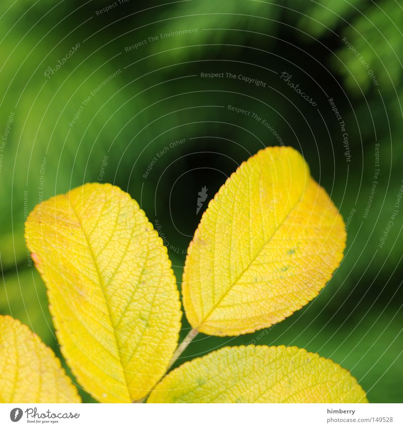 gelbstich Herbst Blatt Jahreszeiten Herbstfärbung grün Baum gold Natur Strukturen & Formen Hintergrundbild Park Makroaufnahme Nahaufnahme