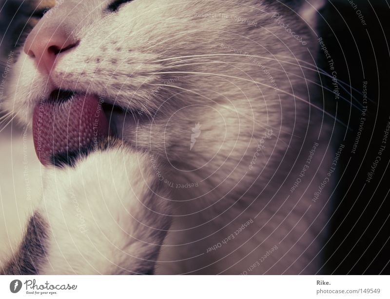 Leck meine Pfote. Tier Katze Hauskatze Katzenbaby Fell Zunge lutschen Sauberkeit Reinigen Schnurrhaar Schnurren Nase Körperpflege herzlich süß niedlich klein