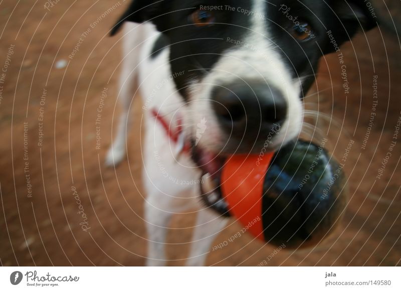 spieltrieb Hund Russell Terrier Spielen gehen Schatten braun rot schwarz Halsband Auge Erde Boden bringen werfen Bewegung Säugetier Freude Sand Jack Ball Gassi
