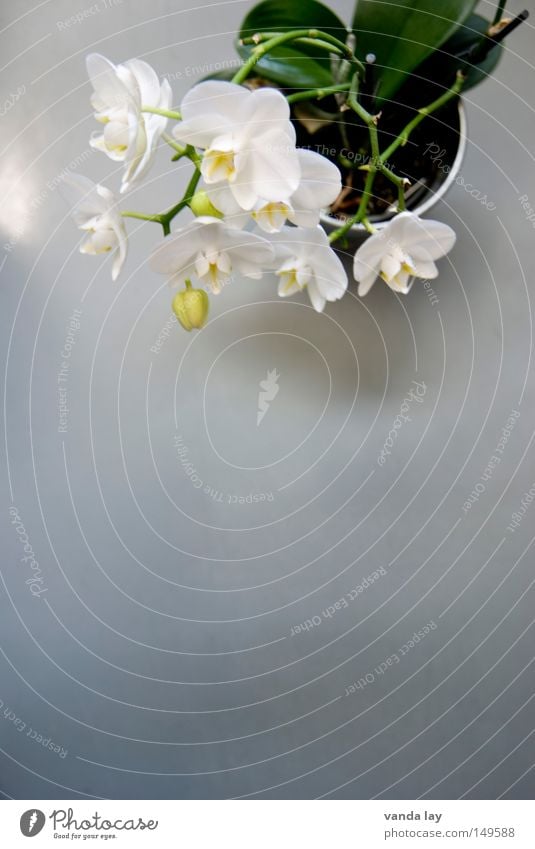 Orchid Orchidee Blume Blüte edel elegant nobel teuer schön mehrfarbig Natur Pflanze Dekoration & Verzierung König Zimmerpflanze Topfpflanze Urwald Baum exotisch