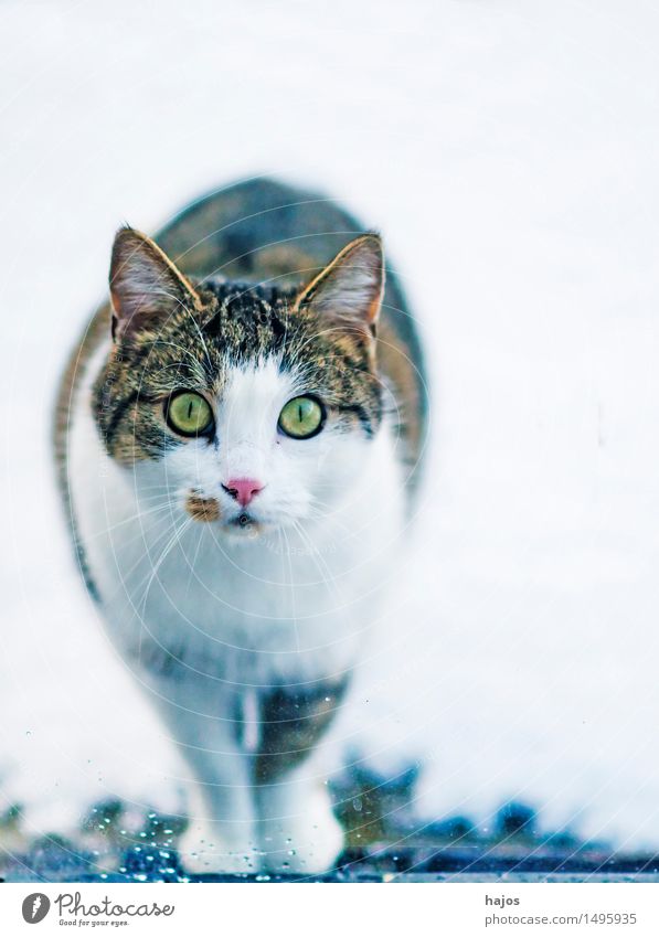 Katze am Fenster Natur ein lizenzfreies Stock Foto von