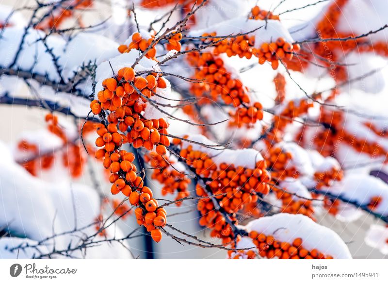 Sanddorn, reife Früchte im Schnee Frucht Alternativmedizin Winter Pflanze Klima Sträucher Nutzpflanze rot Fruchtstand Beeren Schneehaube Jahreszeiten