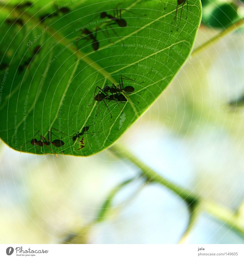 kommunikationsblattform Blatt grün Baum Sträucher Ast Ameise Natur Tier Treffpunkt Sommer