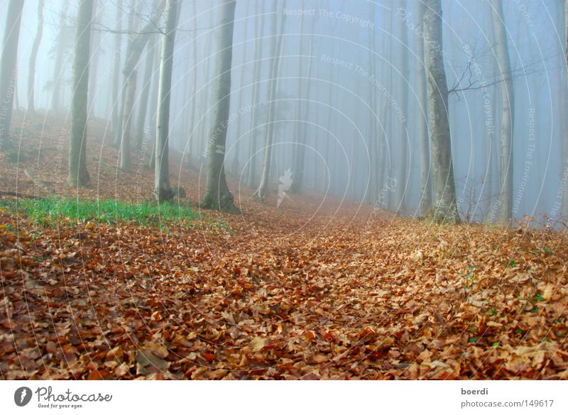 oRientierung Wald Nebel Baum Natur Landschaft mystisch aufregend feucht dunkel Herbst September Oktober morsch November kalt trist schlechtes Wetter Hexe